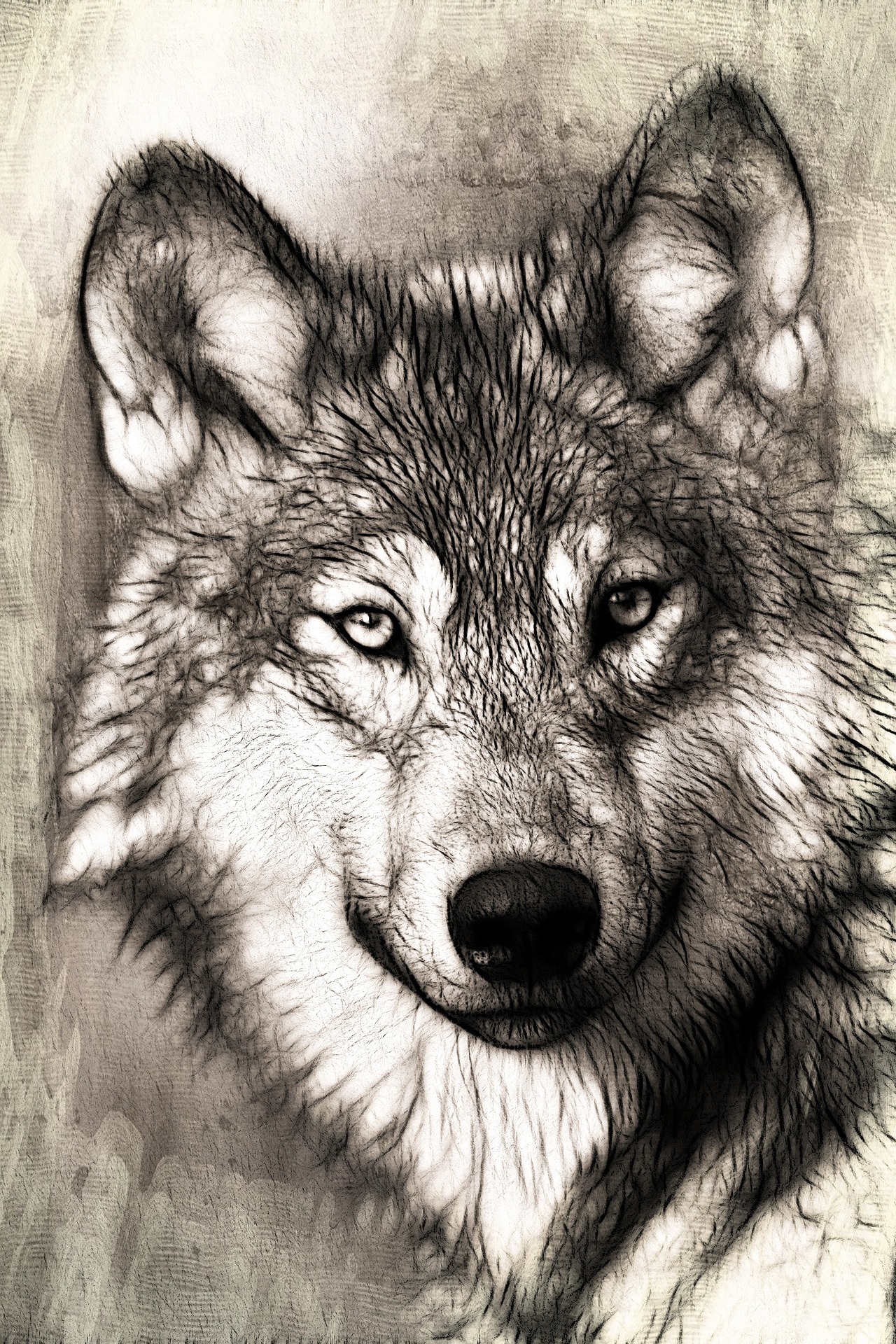 하얀 늑대와 검은 늑대 이야기 image 1