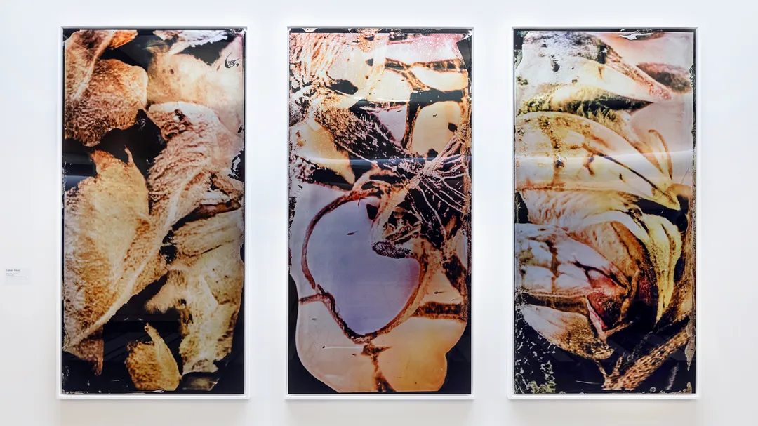 유기적인 형태의 추상적인 이미지